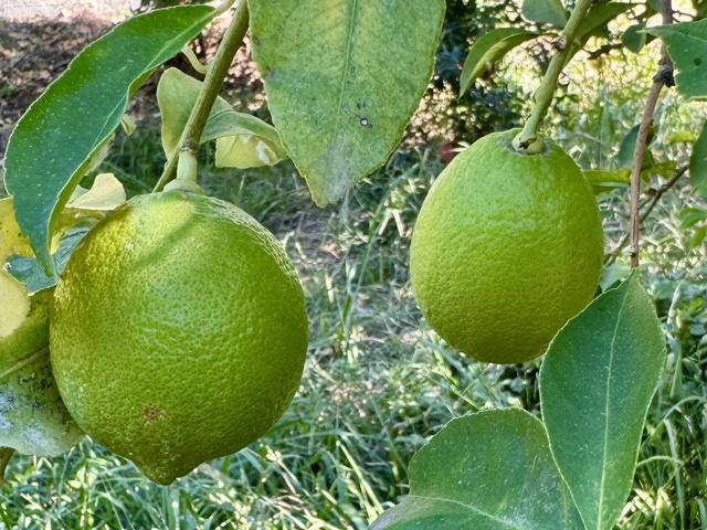 Λεμόνια ανάμεσα στα φύλλα